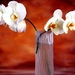 stilleven-witte-bloemen-mot-orchidee-achtergrond