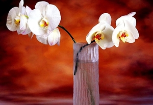 stilleven-witte-bloemen-mot-orchidee-achtergrond