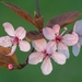 pink_cherry_blossom__13046786684_