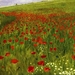szinyei_merse__pa_l_-_meadow_with_poppies_-_google_art_project