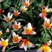 _tulipa_kaufmanniana__water_lily_tulip_cultivar_at_capel_manor_co