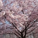 albero_con_fiori_rosa