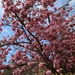 blossoming_tree_detail_at_north_of_village_green_at_matching_gree