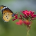 butterfly_botanical_garden_2