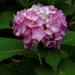 hydrangea__endless_summer_blue__pink_capel_manor_college_gardens_