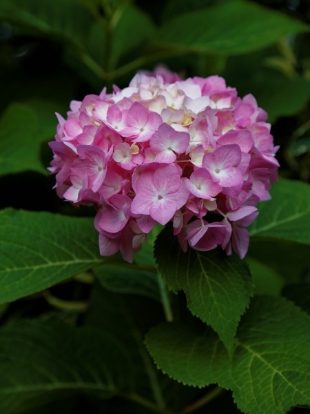 hydrangea__endless_summer_blue__pink_capel_manor_college_gardens_