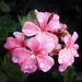unidentified_pelargonium_flower