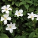 white_flowers_at_clavering_essex_england