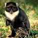 dieren-aap-primaat-zwarte-achtergrond