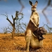 dieren-kangoeroe-wildlife-rode-achtergrond