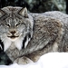 dieren-lynx-wilde-kat-wildlife-achtergrond