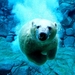 ijsbeer-beer-polaire-rotsen-achtergrond