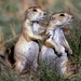 marmot-dieren-prairiehonden-wildlife-achtergrond