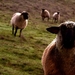 schapen-dieren-kudde-veld-achtergrond