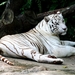 tijger-bengaalse-wildlife-siberische-achtergrond