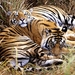 tijger-wildlife-bengaalse-siberische-achtergrond