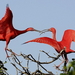 vogel-dieren-ibis-wildlife-achtergrond