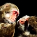 aap-dieren-katten-primaat-achtergrond