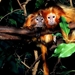 aap-dieren-primaat-gouden-leeuwaapje-achtergrond
