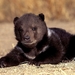 beer-dieren-zwarte-wildlife-achtergrond