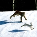 grote-katten-dieren-sneeuw-wildlife-achtergrond