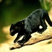 grote-katten-dieren-zwarte-achtergrond (1)