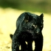 grote-katten-dieren-zwarte-achtergrond