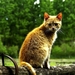 katten-dieren-wildlife-wilde-kat-achtergrond