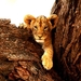 leeuw-dieren-rotsen-wildlife-achtergrond