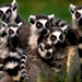 lemur-dieren-primaat-wildlife-achtergrond