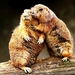 marmot-dieren-prairiehonden-bruine-achtergrond