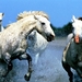 paard-dieren-przewalskipaard-hengst-achtergrond