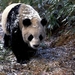 panda-dieren-zwarte-reuzenpanda-achtergrond