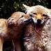 vos-dieren-emoties-wildlife-achtergrond