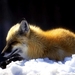 vos-dieren-rode-wildlife-achtergrond (1)