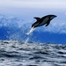 walvis-dieren-sprong-oceaan-achtergrond