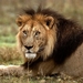 wildlife-leeuw-dieren-masai-achtergrond