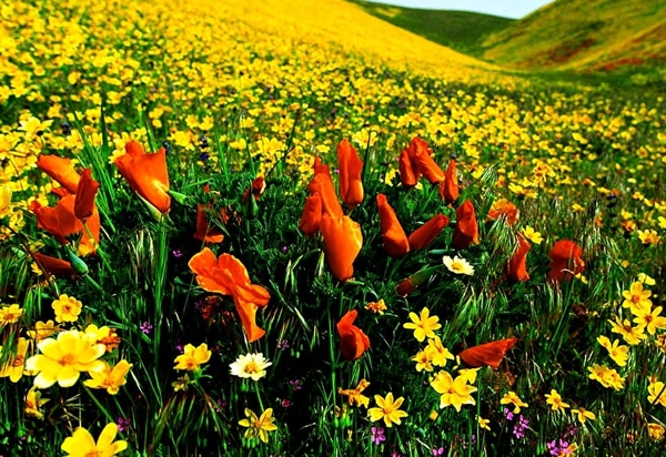 bloemen-weide-natuur-prairie-achtergrond (1)