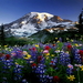 bergen-natuur-weide-wildflower-achtergrond