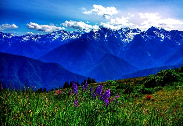 bergen-natuur-wildflower-weide-achtergrond (1)
