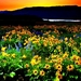 bloemen-natuur-weide-wildflower-achtergrond