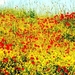 bloemen-papaver-wildflower-weide-achtergrond