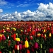 bloemen-veld-tulp-weide-achtergrond