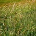 groene-prairie-veld-weide-achtergrond