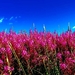 grote-kattenstaart-bloemen-weide-lavendel-achtergrond