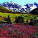 natuur-bergen-weide-wildflower-achtergrond (2)