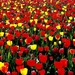 bloem-mozaiek-bloemen-tulp-bloemblad-achtergrond