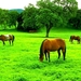 dieren-paard-veld-weide-achtergrond