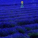 lavendel-echte-bloemen-paarse-achtergrond