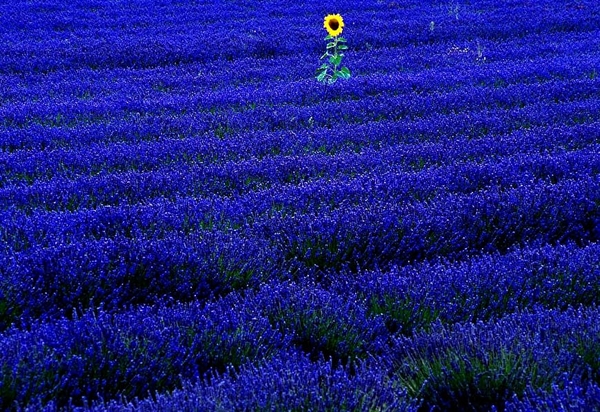 lavendel-echte-bloemen-paarse-achtergrond